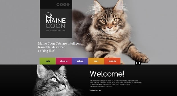 MotoCMS Independence day promo - Cat Breeder Website
