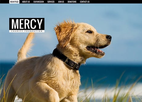 Сайт для собаководов: простые советы по созданию