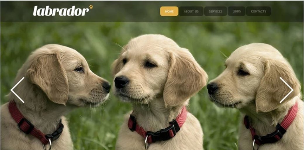 how-to-make-a-dog-website-simple-tips-for-breeders