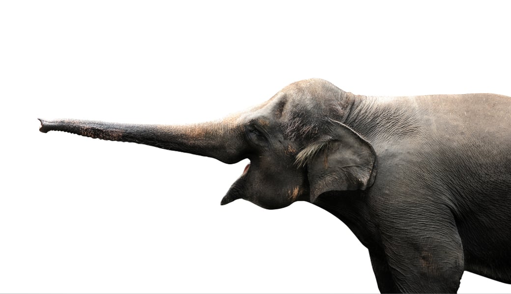elephant before