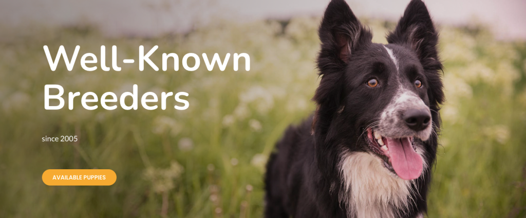 Website-Design für Hundehütten